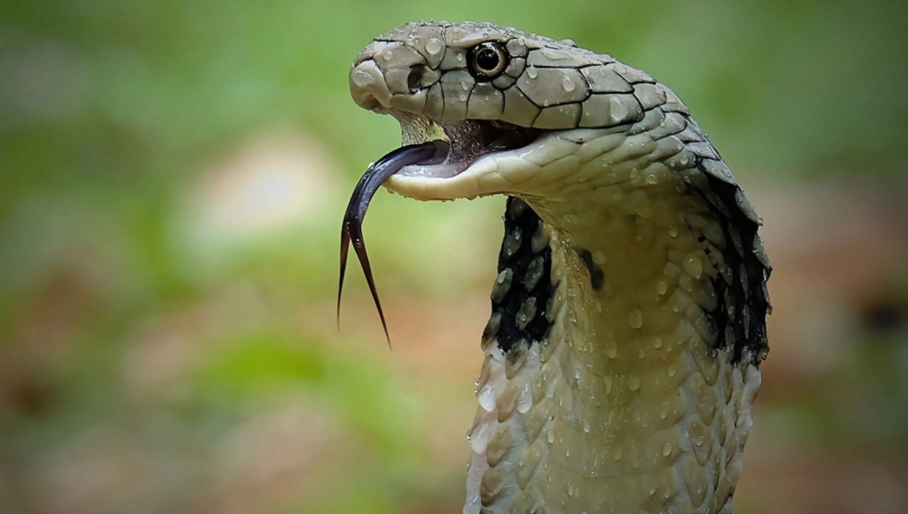 Effetto Cobra, ovvero, le conseguenze inattese delle buone intenzioni